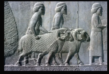 Detail of the Relief Frieze on the East Stairway to the Apadana